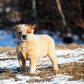 DINGOSTAR GLORY OF THE SUN