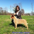 HONEY FOR CLEVER'S KEEP KENNEL