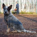 DINGOSTAR HAPPY HENRIETA