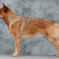 DINGOSTAR HANDSOME JACK