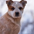 ARLEN RUS DINGO ARLEN RUS DINGO