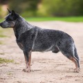 DINGOSTAR IMPORTANT PERSON