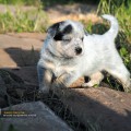 DINGOSTAR JADORE