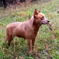 VALLESANTA RANCH ACD SANDY VALLESANTA RANCH ACD SANDY