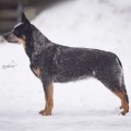 ELDA