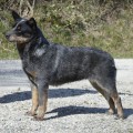 ITATI WEINHOUND