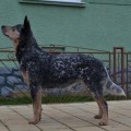 CITANA WARRIGAL PAWS CITANA WARRIGAL PAWS