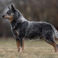 DINGOSTAR KANALETTO