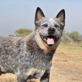 VALLESANTA RANCH ACD LANCILLOTTO VALLESANTA RANCH ACD LANCILLOTTO