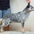 QUALITY HEELERS OREO