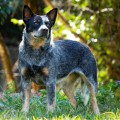 DARRI WEINHOUND