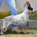 QUALITY HEELERS OLIVIA