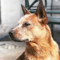 ELLIN WEINHOUND