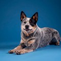 DINGO STAR OTTO THE GREATEST