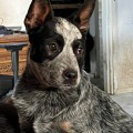 VALLESANTA RANCH ACD KAMAN SEASPRITE VALLESANTA RANCH ACD KAMAN SEASPRITE
