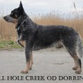 HELL HOLE CREEK OD DORRINKY