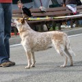 BOOROWA OD DORRINKY