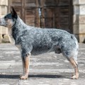 ADAHY WARRIGAL PAWS ADAHY WARRIGAL PAWS