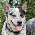 CIQALA WARRIGAL PAWS CIQALA WARRIGAL PAWS