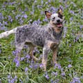 BEHITHA WARRIGAL PAWS BEHITHA WARRIGAL PAWS