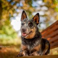 DOLI WARRIGAL PAWS DOLI WARRIGAL PAWS