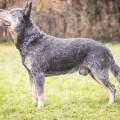 BIG BAD BOY VOM TEUFELSJOCH