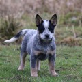 ACCURATE ALLURA BILLABONG HEELER ACCURATE ALLURA BILLABONG HEELER