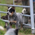 AUSPICIOUS ALISHA BILLABONG HEELER AUSPICIOUS ALISHA BILLABONG HEELER