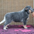 KNOWN AS EVENSTAR WARRIGAL PAWS KNOWN AS EVENSTAR WARRIGAL PAWS