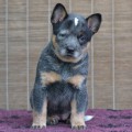 KHAZAD - DUM MORIA WARRIGAL PAWS KHAZAD - DUM MORIA WARRIGAL PAWS