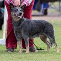 KOMBINALONG SUPER WALLABY