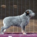 MY ARKESTONE WARRIGAL PAWS MY ARKESTONE WARRIGAL PAWS