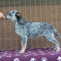MYSTERIOUS TOM WARRIGAL PAWS MYSTERIOUS TOM WARRIGAL PAWS