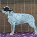 MELLON IS FROM WARRIGAL PAWS MELLON IS FROM WARRIGAL PAWS