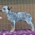 MITHRIL IS RARE WARRIGAL PAWS MITHRIL IS RARE WARRIGAL PAWS