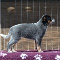 MOONLIGHTS GEM WARRIGAL PAWS MOONLIGHTS GEM WARRIGAL PAWS