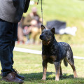 LOFTY GOLDBERRY WARRIGAL PAWS LOFTY GOLDBERRY WARRIGAL PAWS