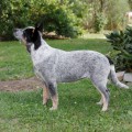 ALCHERINGA GALIA