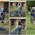 GIGYAGO WARRIGAL PAWS GIGYAGO WARRIGAL PAWS