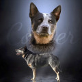 FORELANDS GREATFUL COOPER