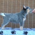 NIENNA WARRIGAL PAWS NIENNA WARRIGAL PAWS