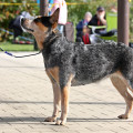IMPULSE TO LIVE CARPATHIAN DINGO