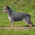 KOMBINALONG NALA IS SUPER