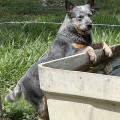 BABI KIARA MINAS H SERRO FRIO HEELERS BABI KIARA MINAS H SERRO FRIO HEELERS