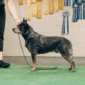 CRAZY HEELER'S WANTED DEAD OR ALIVE