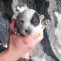 CRAZY HEELER'S BRAZILIAN ROLLER COSTER