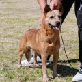 AYMARA WEINHOUND