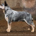 REXIO WEINHOUND