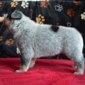 NANDI OD DORRINKY