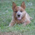 HEELERS RANCH GAROTA WEINHOUND